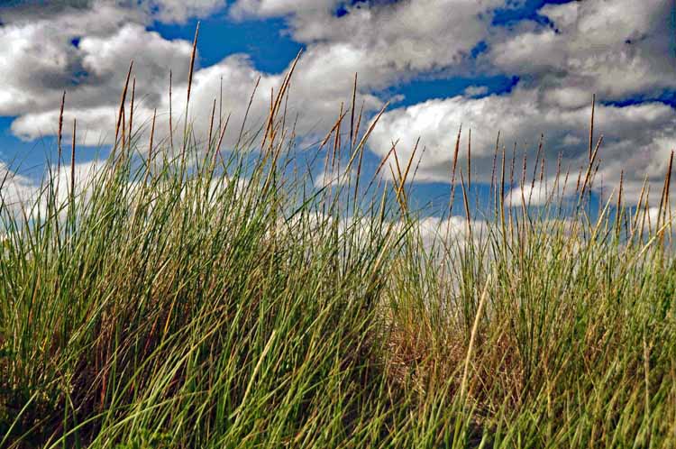 dunes